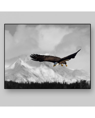 Aguila real Aguila real