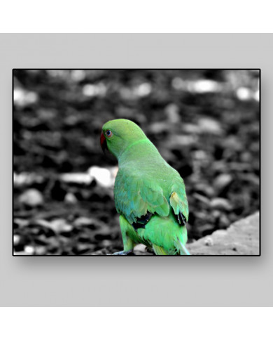 Loro verde Loro verde