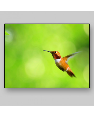 Colibrí Colibrí