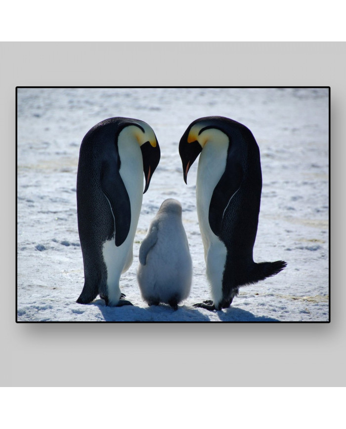 Familia de pingüinos emperador en forma de amor,Antártida