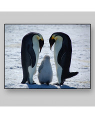 Familia de pingüinos emperador en forma de amor,Antártida