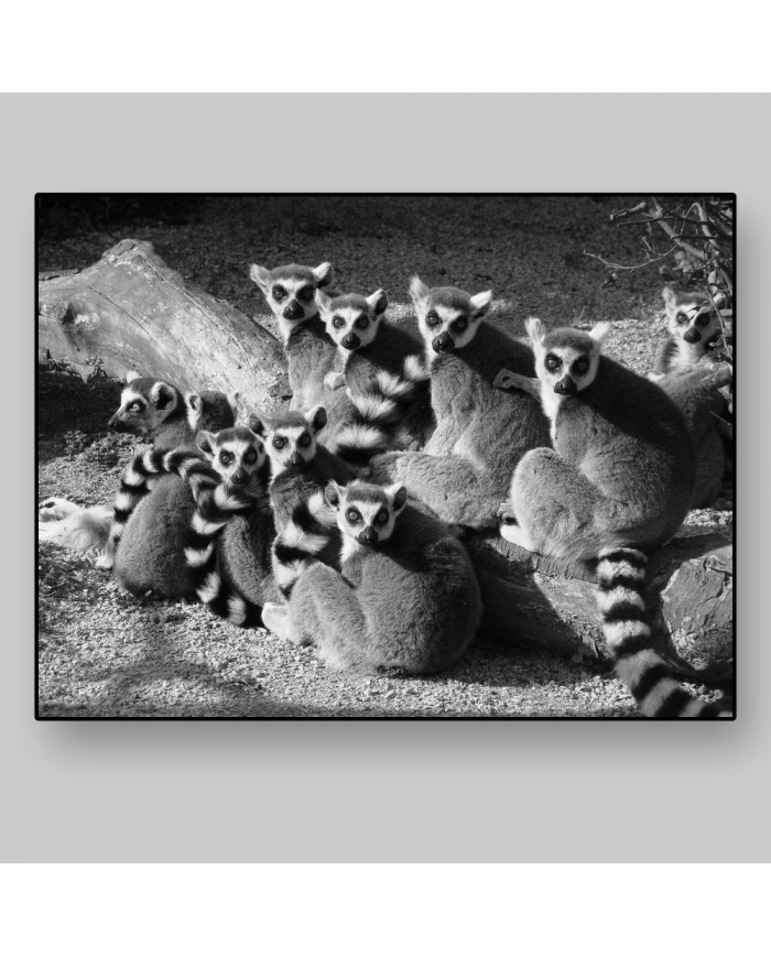 Lemures,Parque Nacional de Ankarana,Magadascar