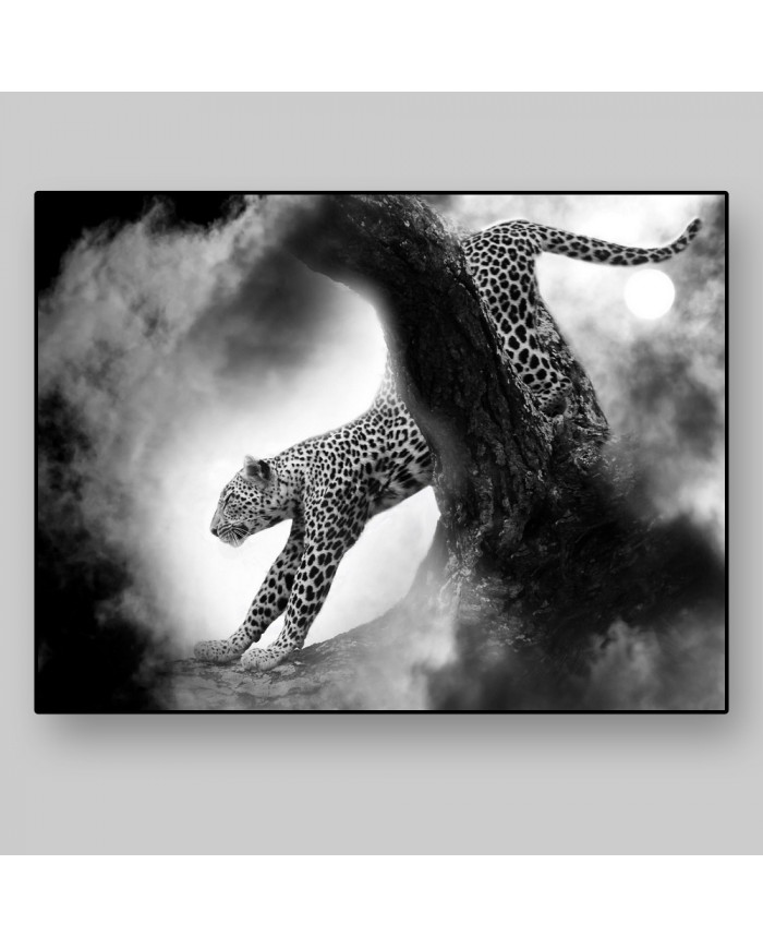 Leopardo cazando,Parque Nacional Kruger,SudÁfrica