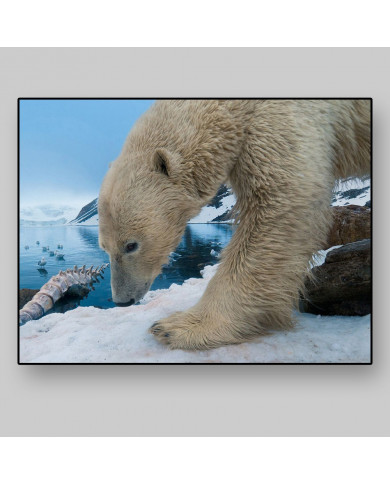 Oso polar,Antártida Oso polar,Antártida