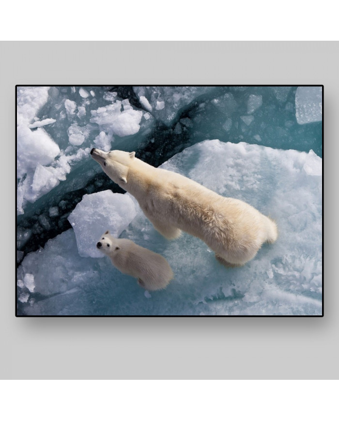 Osos polares,Canadá