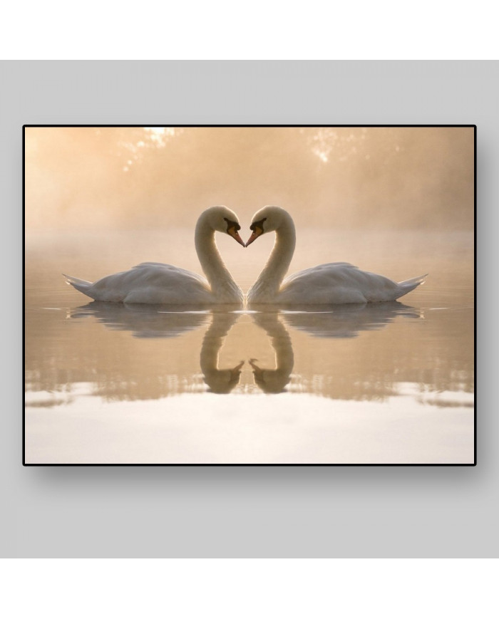 Pareja de cisnes amorosos