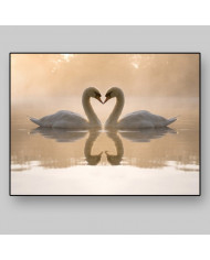 Pareja de cisnes amorosos