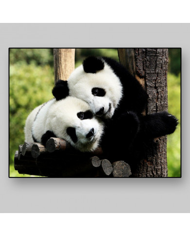 Pareja de osos panda Pareja de osos panda