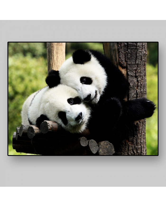 Pareja de osos panda