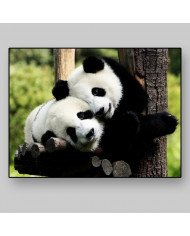 Pareja de osos panda