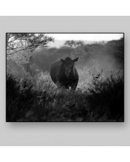 Rinoceronte,Parque Nacional Kruger,SudÀfrica