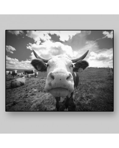 Vaca divertida Vaca divertida