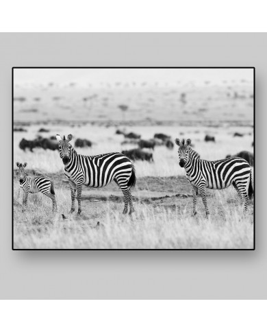 Cebras africanas, Parque Nacional Kruger, SudÁfrica Cebras africanas, Parque Nacional Kruger, SudÁfrica