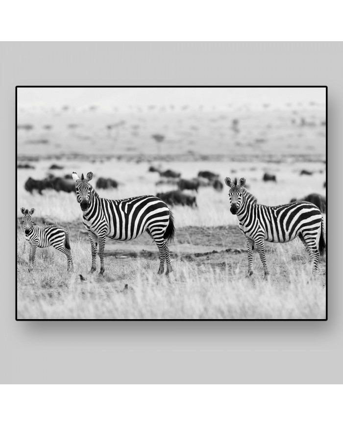 Cebras africanas, Parque Nacional Kruger, SudÁfrica