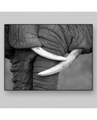 El beso de los elefantes, Parque Nacional Moremi, Botswana