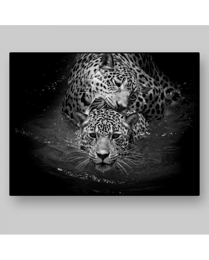 Leopardos nadando, Parque Nacional Serengueti, Tanzania