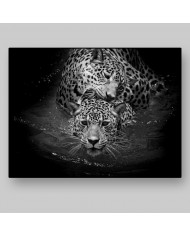 Leopardos nadando, Parque Nacional Serengueti, Tanzania