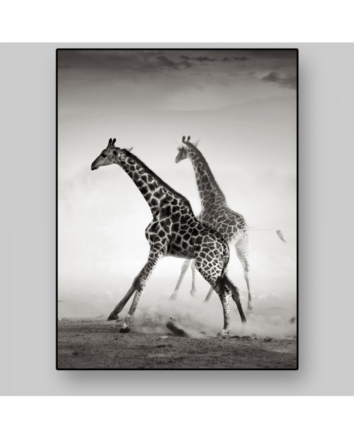 La carrera de las jirafas, Parque Nacional Naironi, Kenia