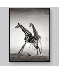 La carrera de las jirafas, Parque Nacional Naironi, Kenia