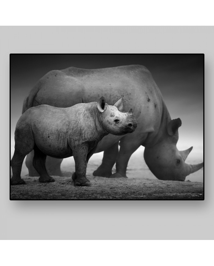 Rinocerontes, Parque Nacional Etosha, Namibia