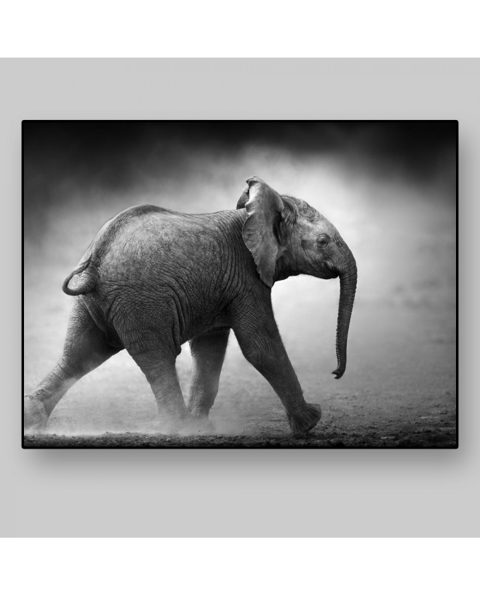 Bebé elefante , Parque Nacional Moremi, Botswana