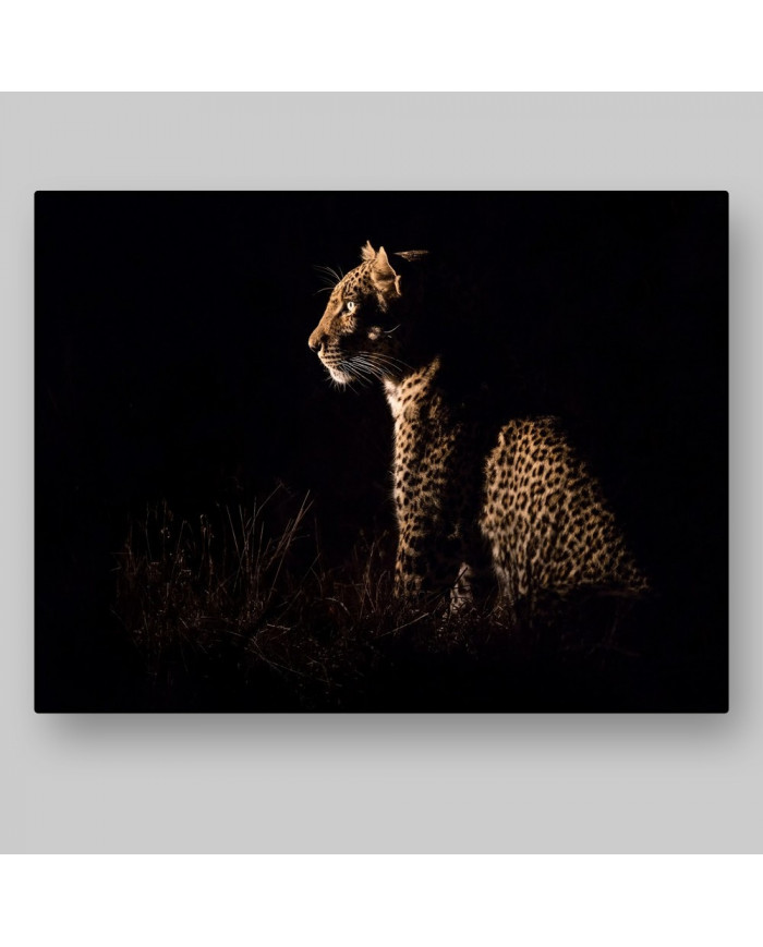 Leopardo sentado esperando a su presa