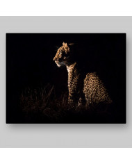 Leopardo sentado esperando a su presa