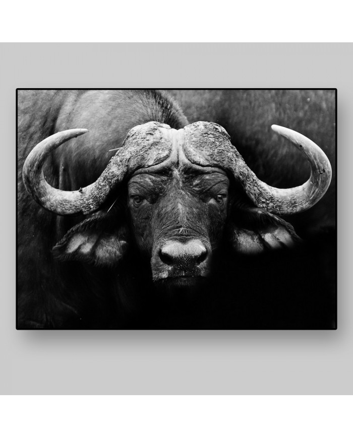 Búfalo africano, Parque Nacional Kruger, SudÁfrica