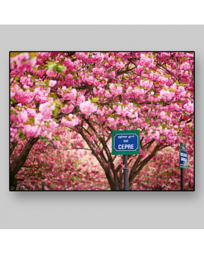 Calle de París en primavera