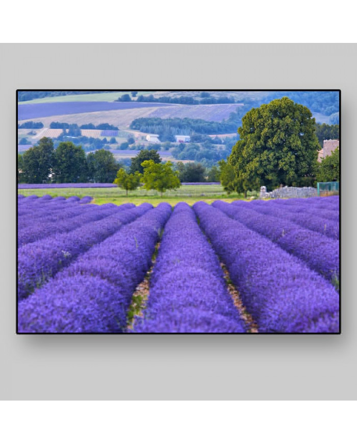 Prados de lavanda, Provenza, Francia