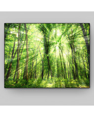 Luz entre árboles, Filipinas