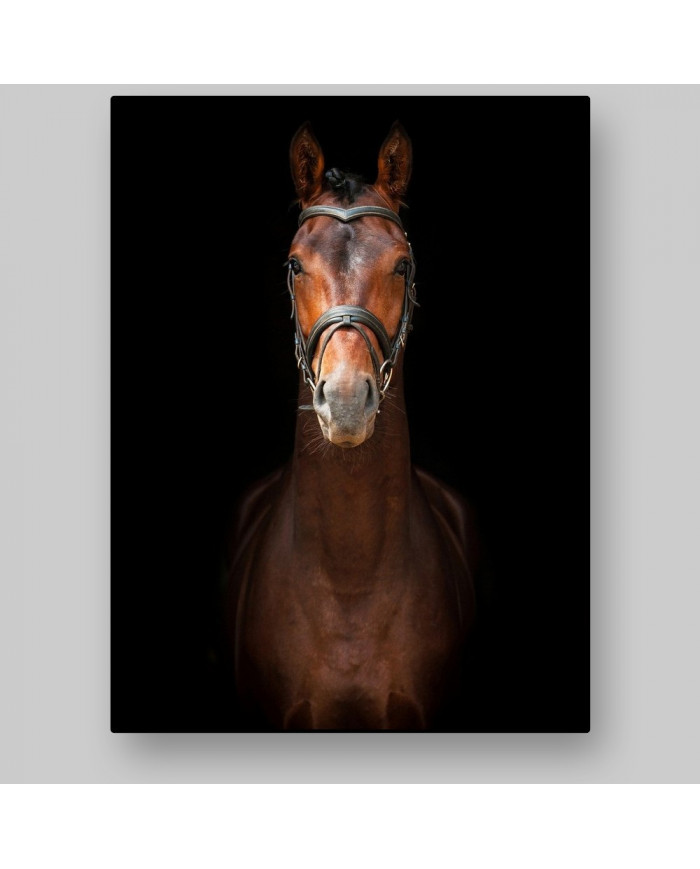 Retrato de un semental andaluz, Sevilla