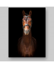 Retrato de un semental andaluz, Sevilla