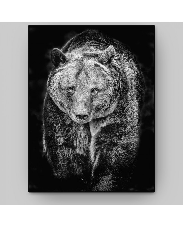 Oso pardo, Alaska, USA