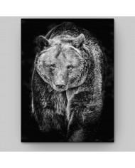 Oso pardo, Alaska, USA