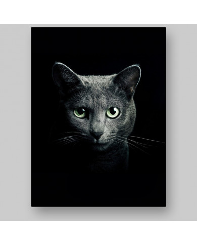 Retrato de un gato Retrato de un gato