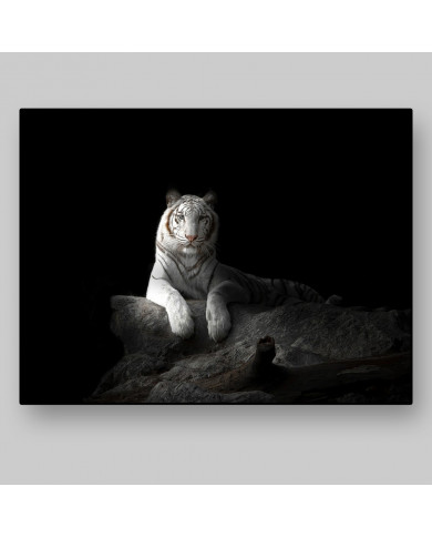 Tigre blanco de Bengala Tigre blanco de Bengala