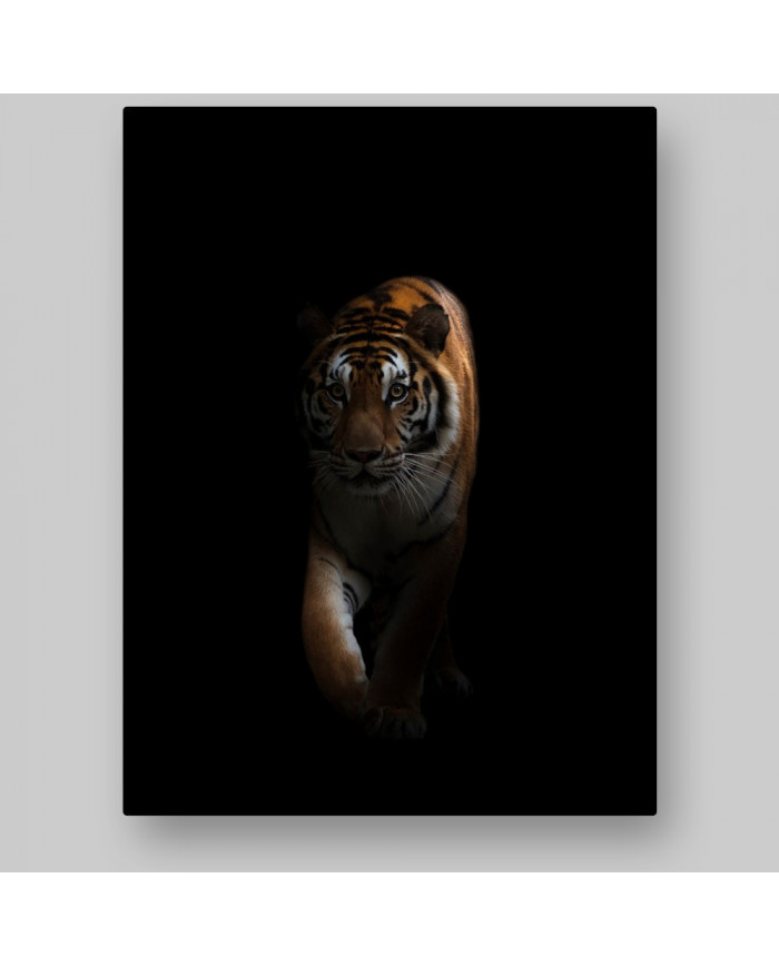 Tigre en la oscuridad