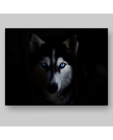Husky Siberiano Husky Siberiano