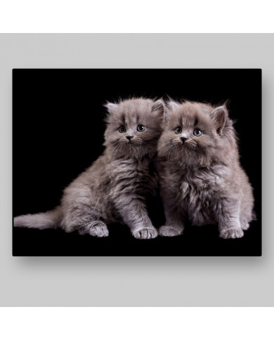 Gatitos Gatitos