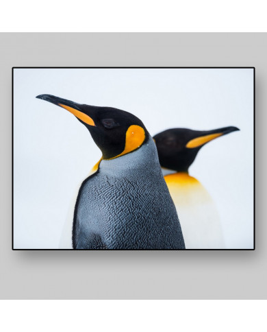 King Penguin Couple in love