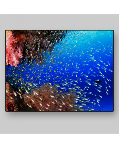 Coral, Caribe Coral, Caribe