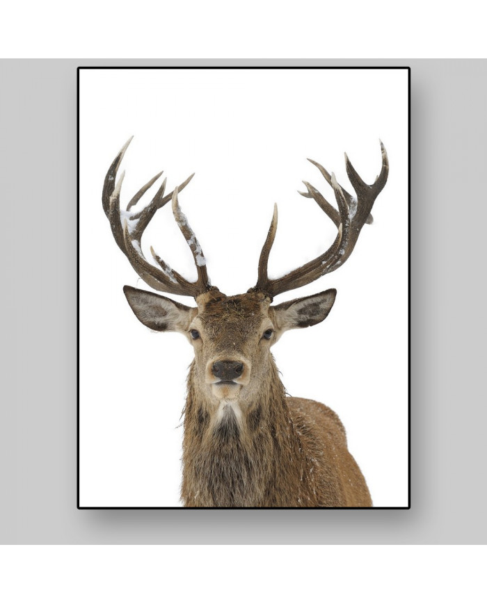 Ciervo rojo en Finlandia