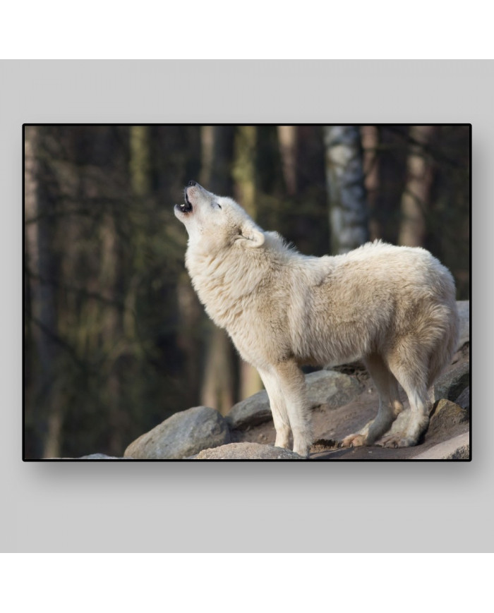 Lobo blanco aullando
