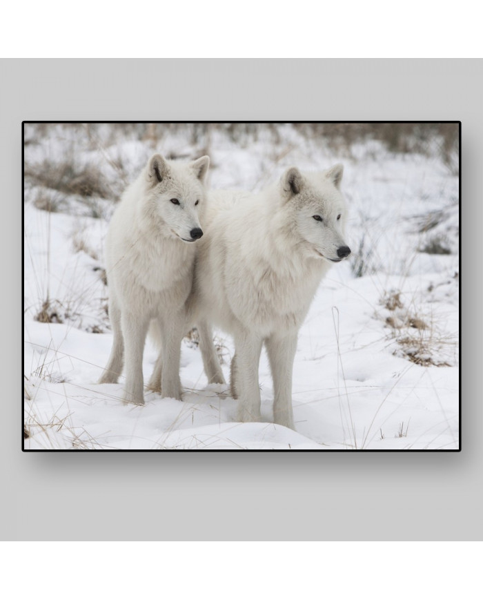 Lobos blancos del Ártico