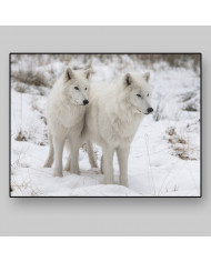 Lobos blancos del Ártico