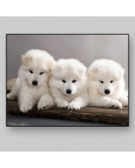 Cachorros samoyedos