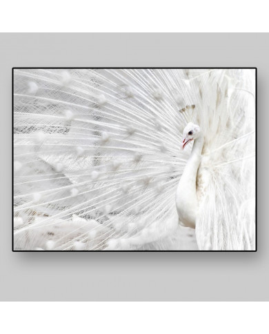 Pavo real blanco Pavo real blanco
