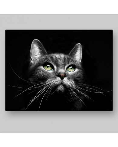 La mirada del gato La mirada del gato