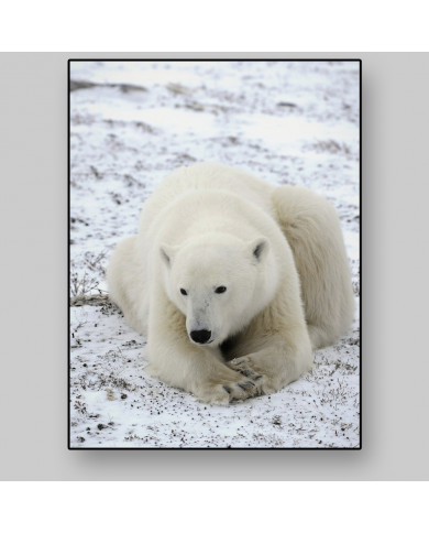 Oso polar Oso polar